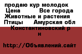 продаю кур молодок. › Цена ­ 320 - Все города Животные и растения » Птицы   . Амурская обл.,Константиновский р-н